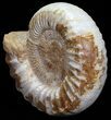 Wide Jurassic Ammonite Fossil - Madagascar #59605-3